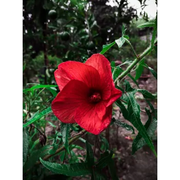 Red Hibiscus Flowers